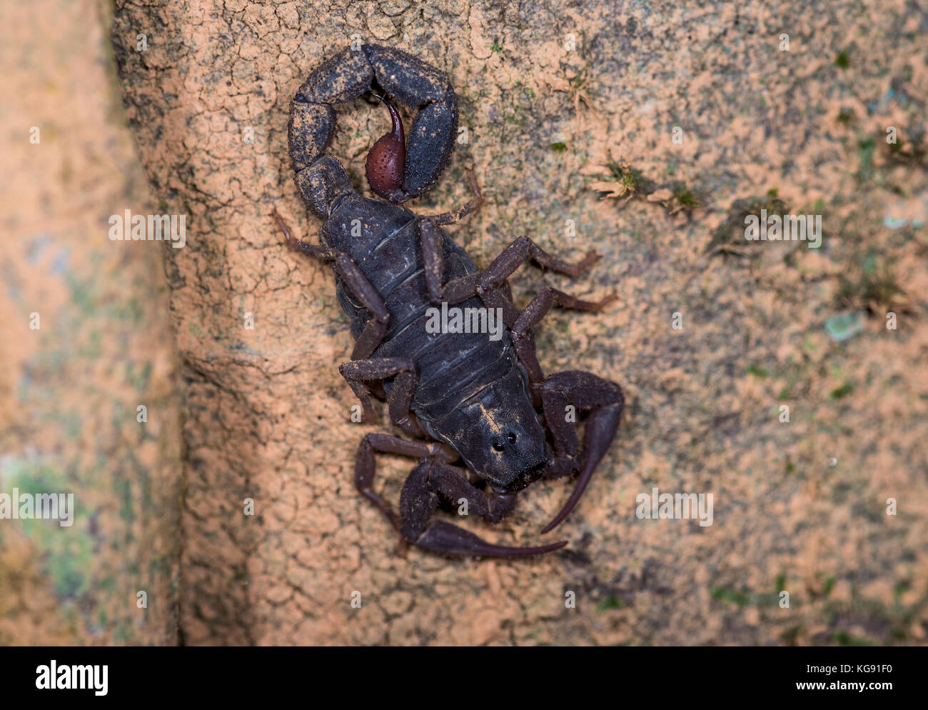 A dark scorpion on a tree trunk.  Madagascar, Africa. Stock Photo