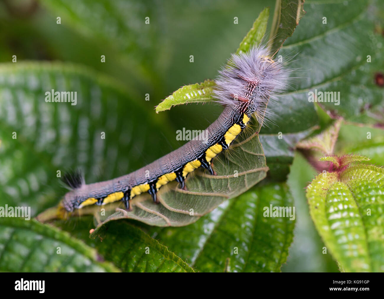 Colorful hairy caterpillar on green leaves. Madagascar, Africa Stock Photo Alamy