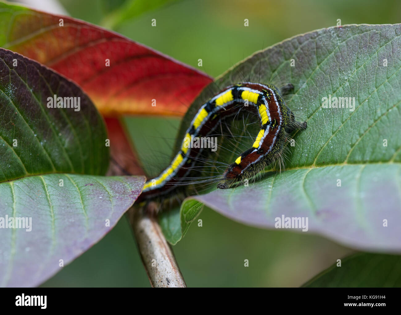 Colorful hairy caterpillar (Borocera cajani) on green leaves. Andasibe