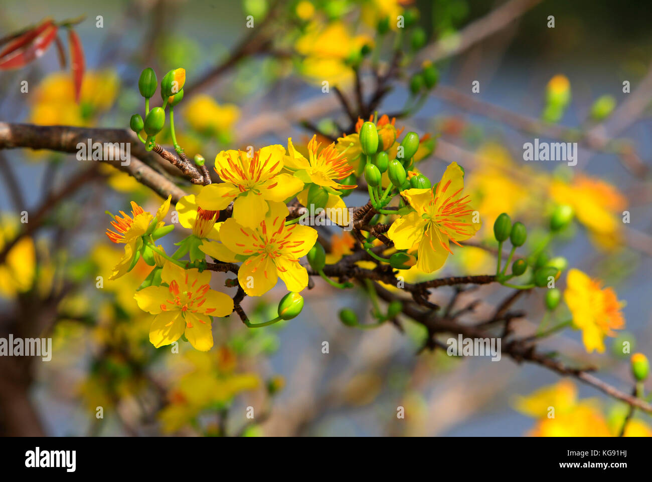 Hoa Mai Tree Ochna Integerrima Flower Traditional Lunar New Year In