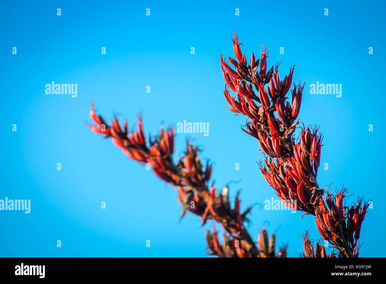 Close up image of Red flowers in bloom on a New Zealand Flax bush (Phormium tenax) an evergreen