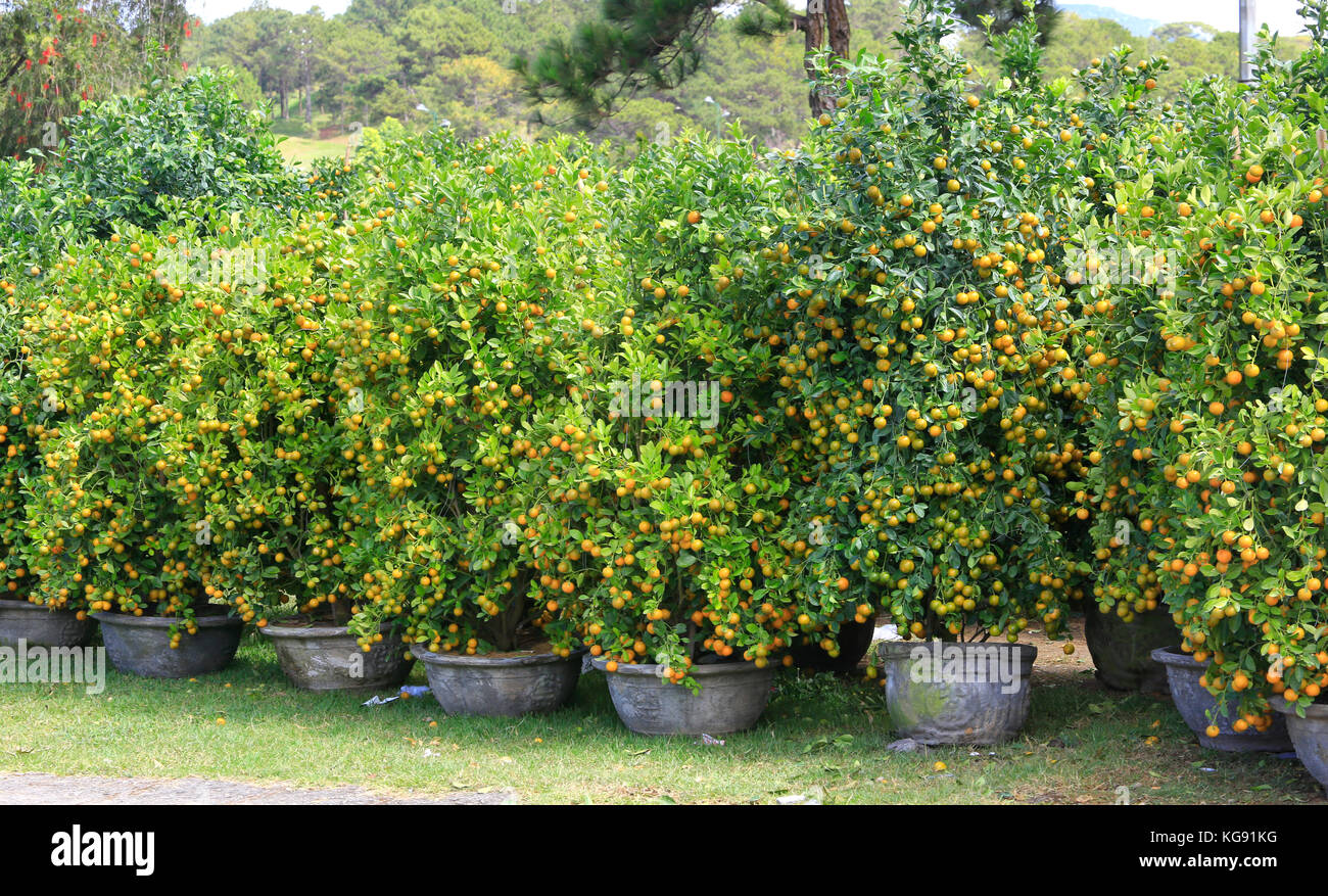 a lot of kumquat trees for sale before Tet Vietnamese New Year Stock