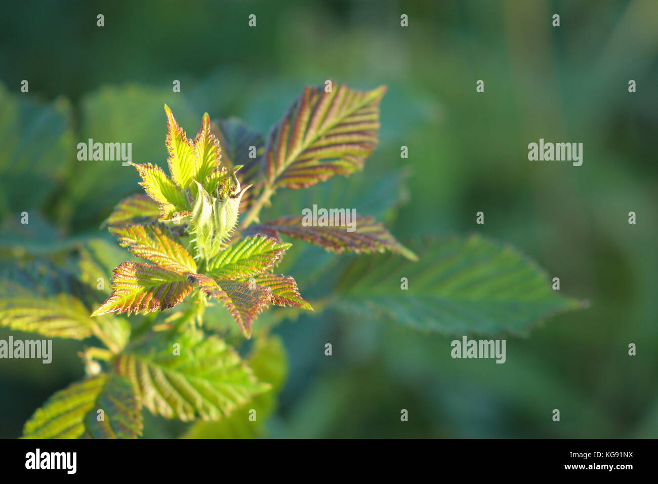 Close up image of green leaves growing and unfurling with copy space Stock Photo