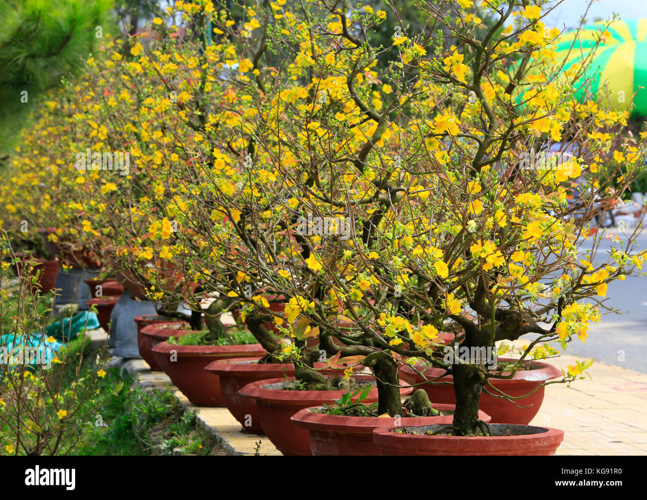 Ochna integerrima deals