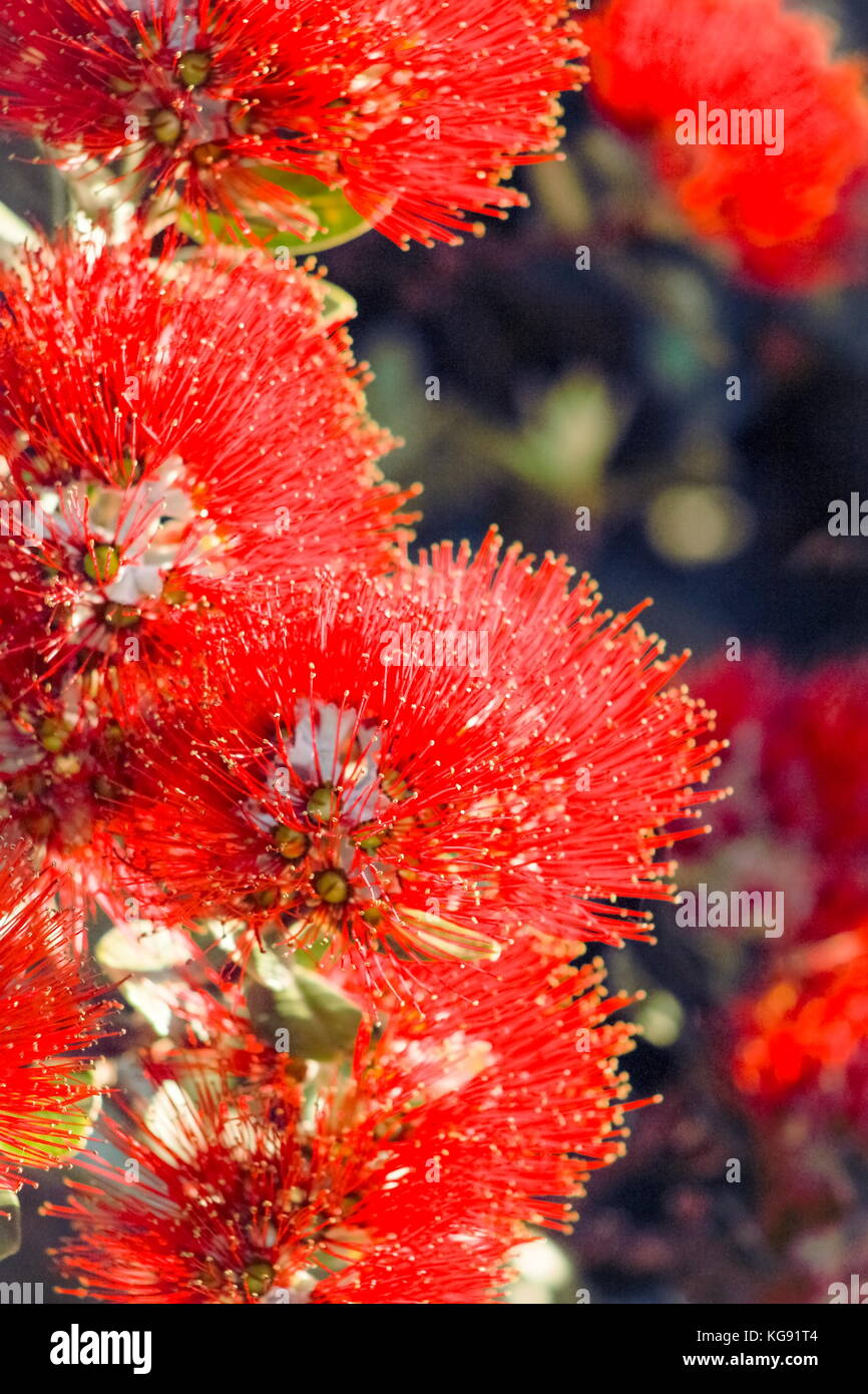 Close Up Image Of Red Pohutukawa Flowers Metrosideros Excelsa The New