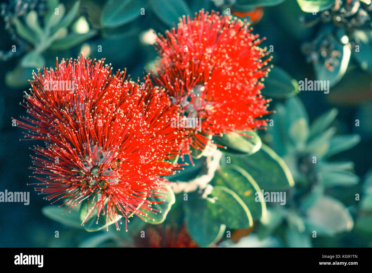 Close up image of Red Pohutukawa Flowers (Metrosideros excelsa) the New Zealand Christmas Tree. Stock Photo