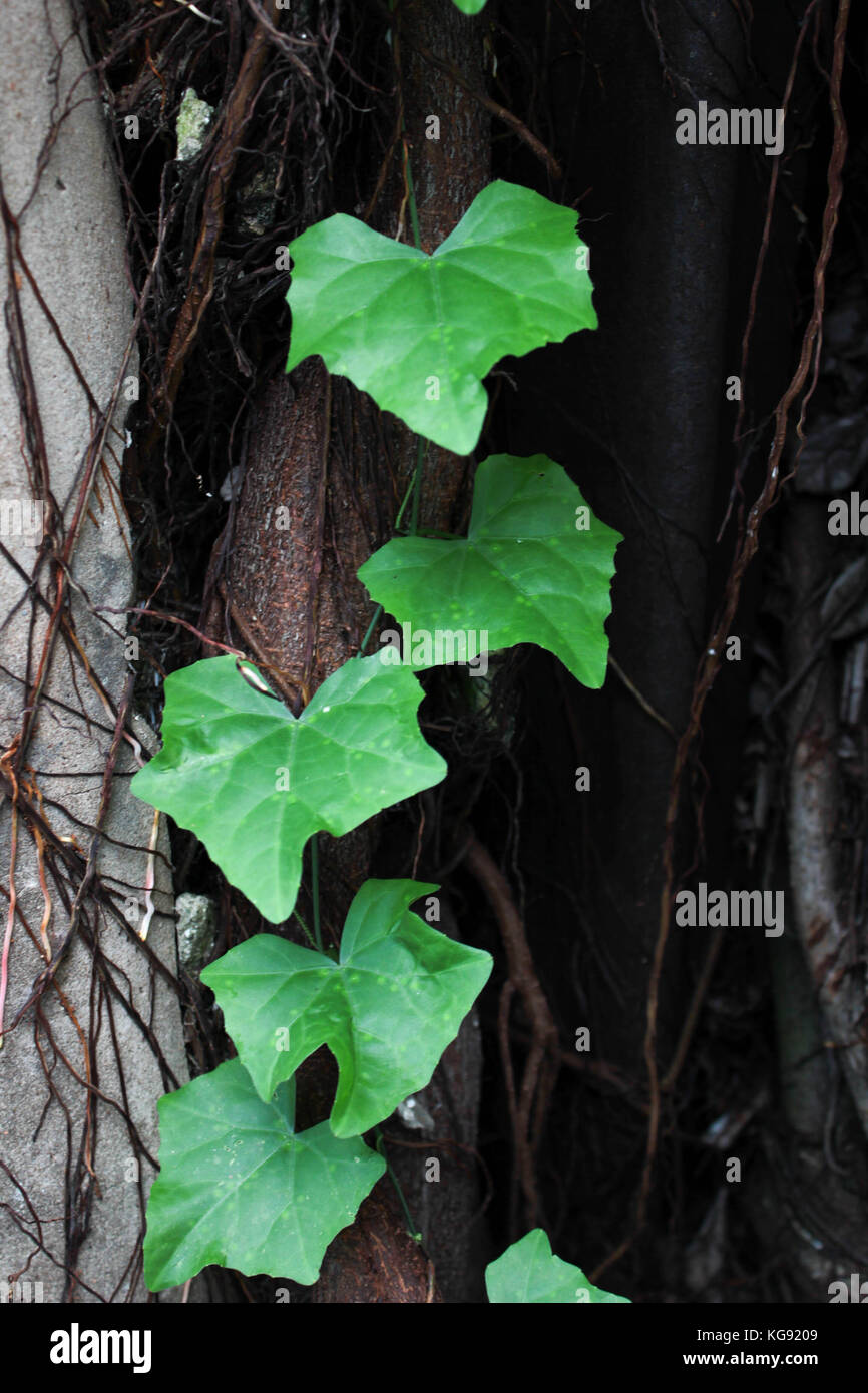 Growing vines illustration hi-res stock photography and images - Alamy