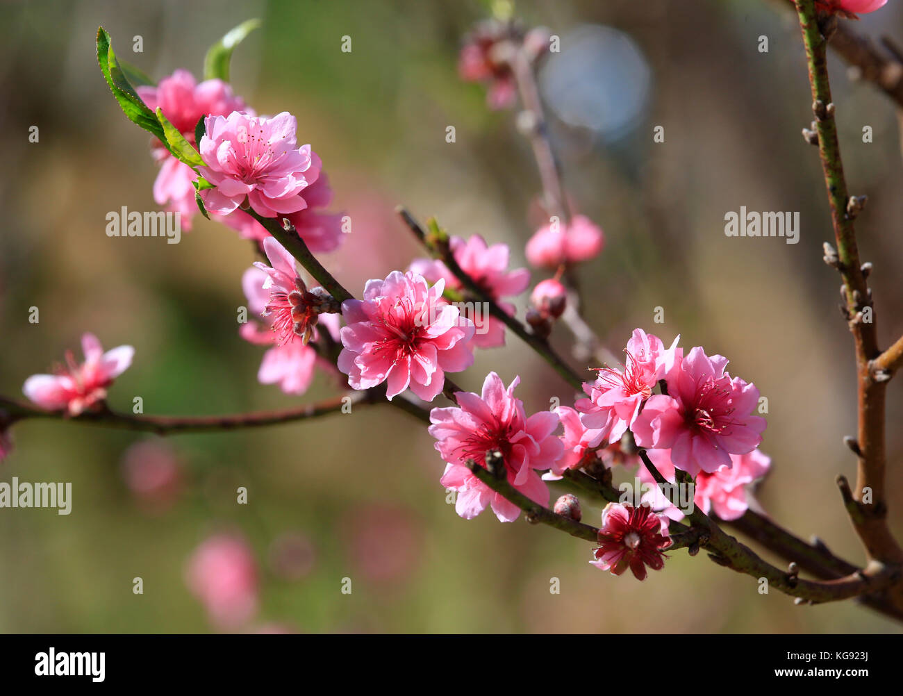 Peach flowers in garden during Tet holiday in Vietnam Stock Photo Alamy