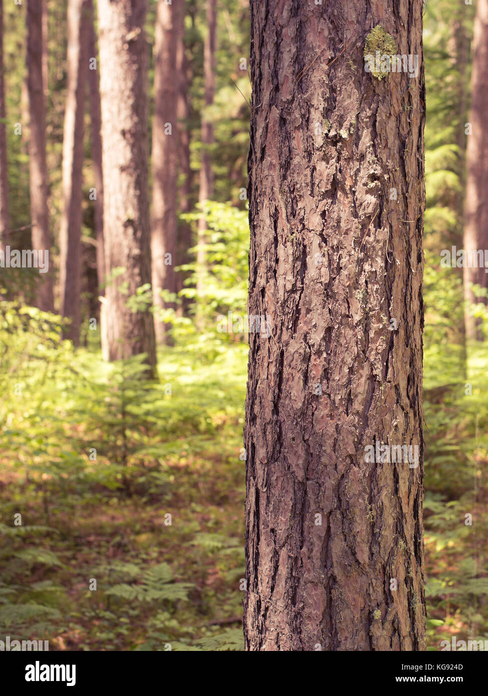 Norway Pine Forest Stock Photo Alamy