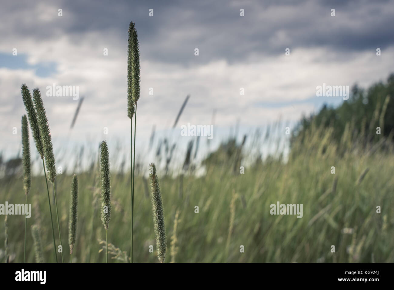 Timothy Grass Flowerheads and Gray Skies Stock Photo