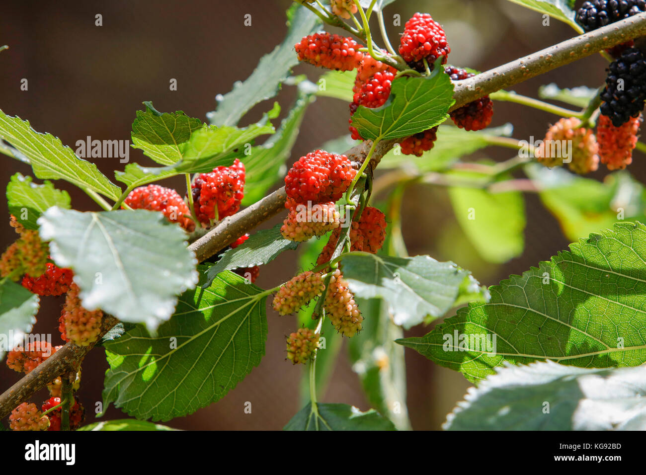Fresh mulberry fruits on branch of red mulberry tree Stock Photo Alamy