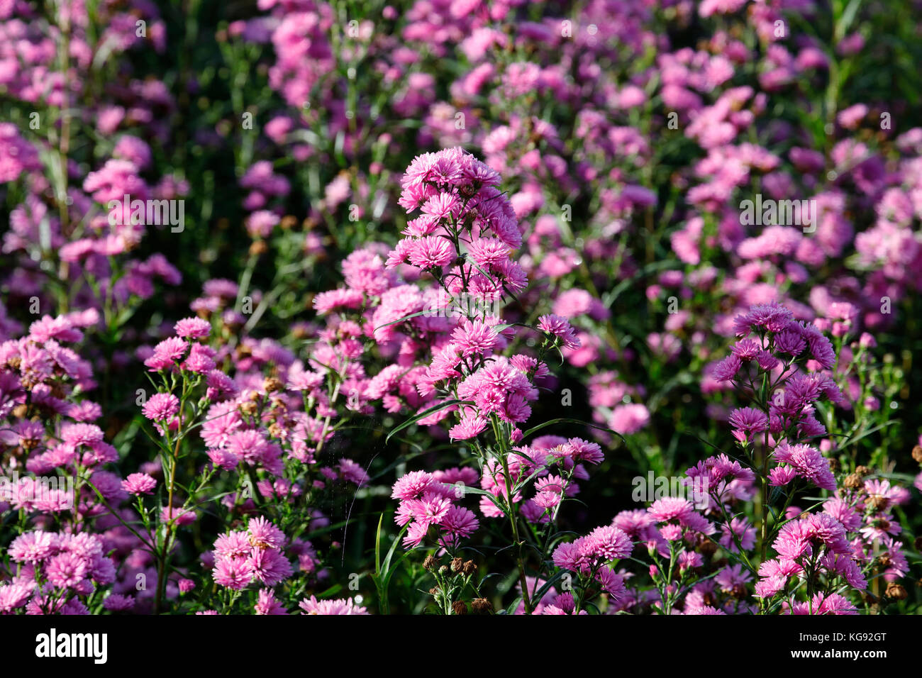 Purple Aster amellus flower in sunny day Stock Photo