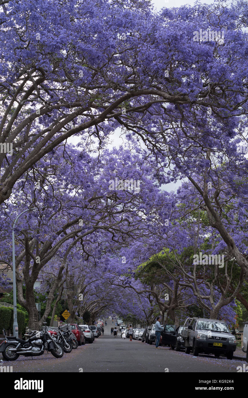 Jacaranda trees lining McDougall Street in Kirribilli, where tourists flock to take photos of