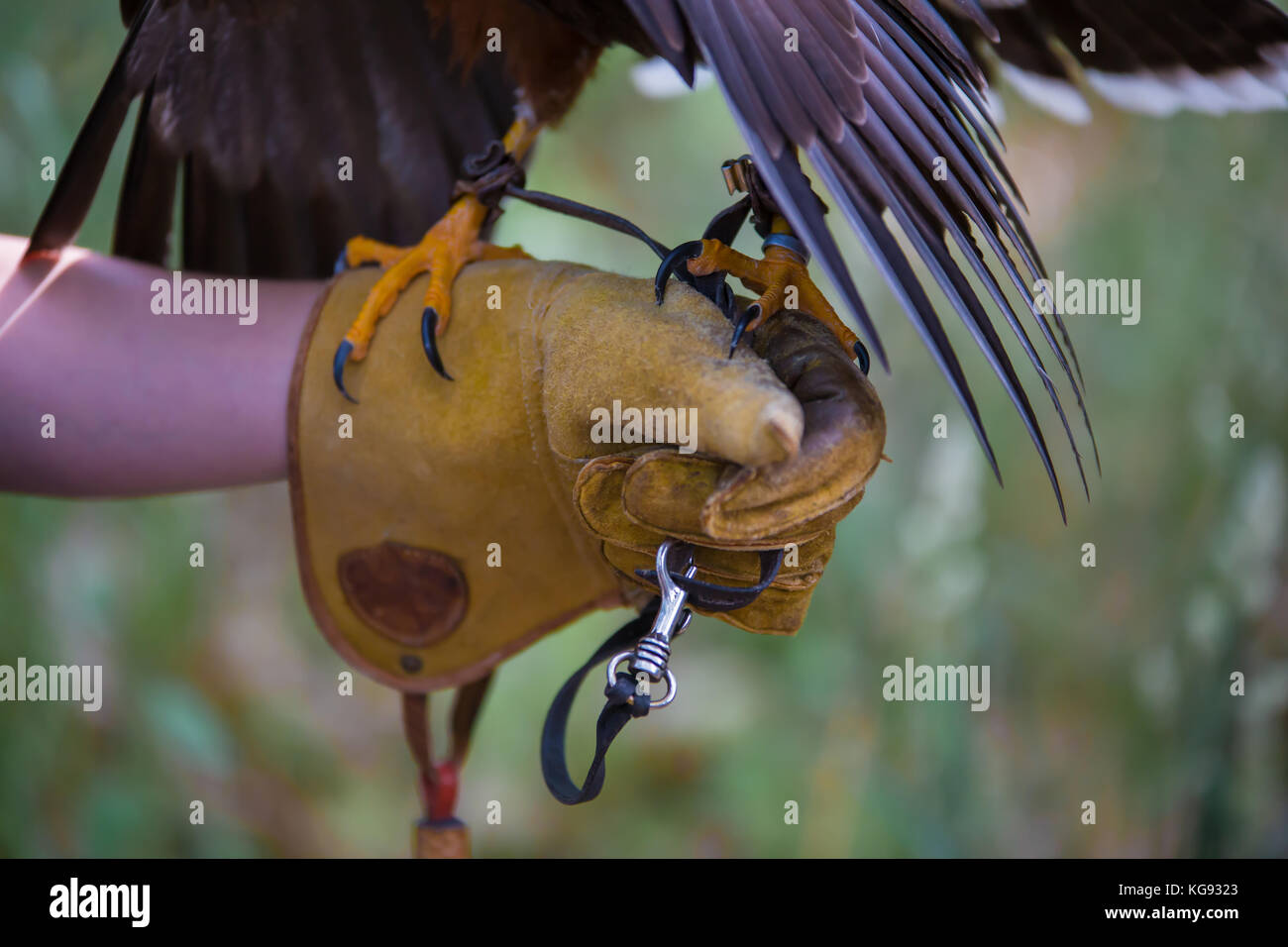 Protective gloves used during bird training Stock Photo Alamy