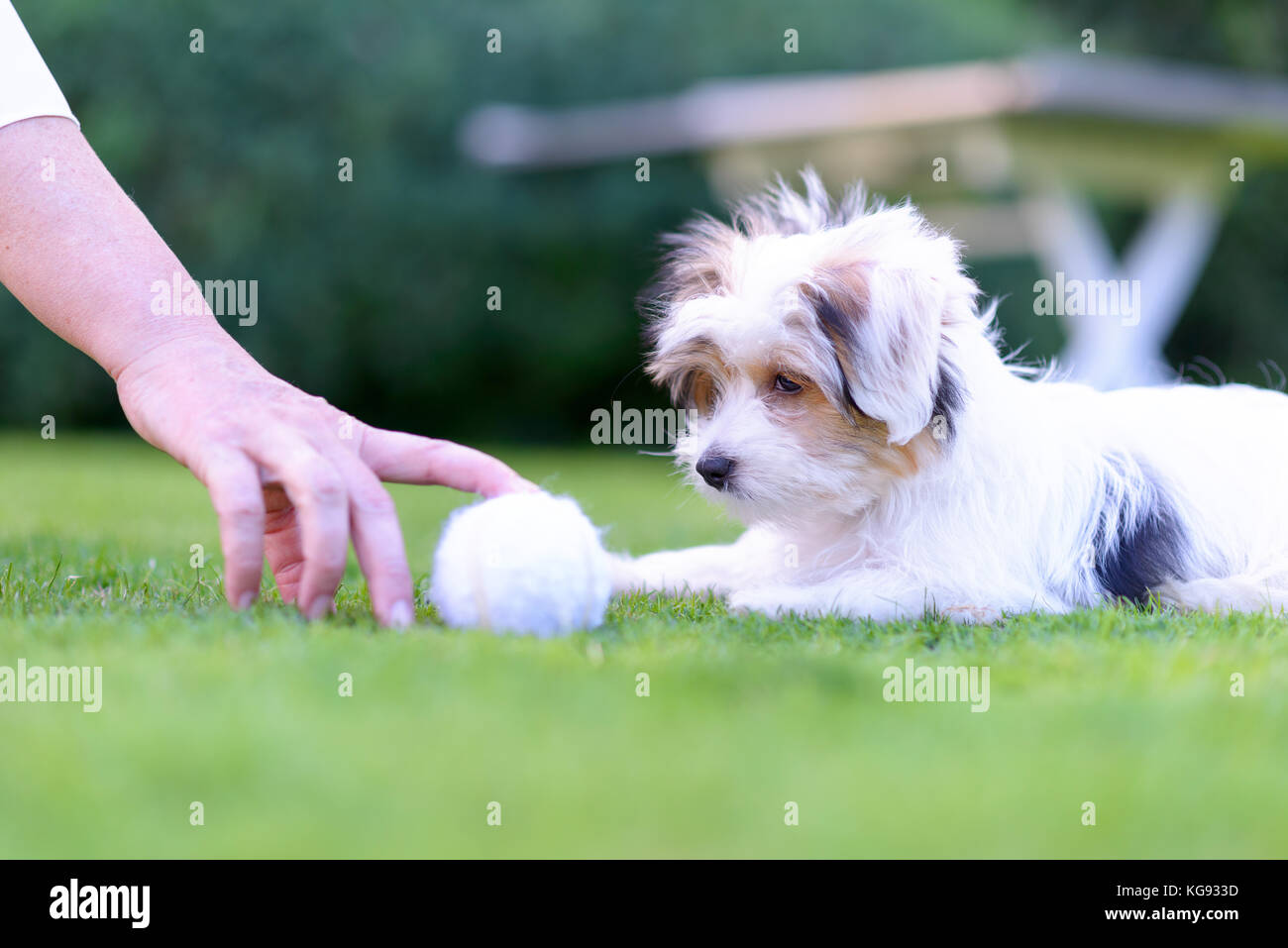 A playful, cute puppy plays fetch with owner on vibrant green grass in ...