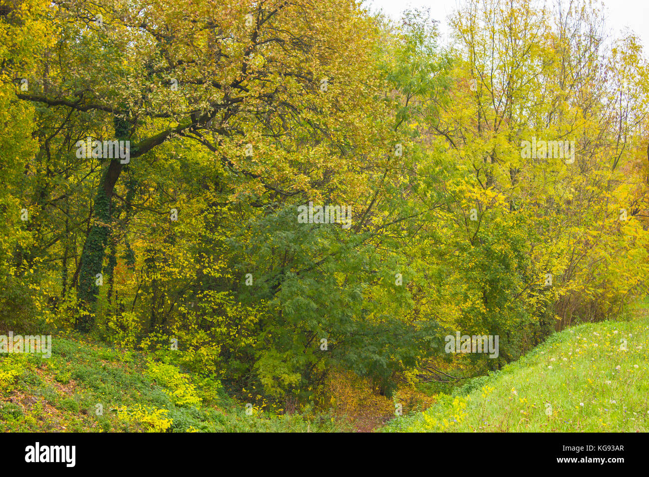 autumn alley of trees with green and yellow leaves Stock Photo - Alamy