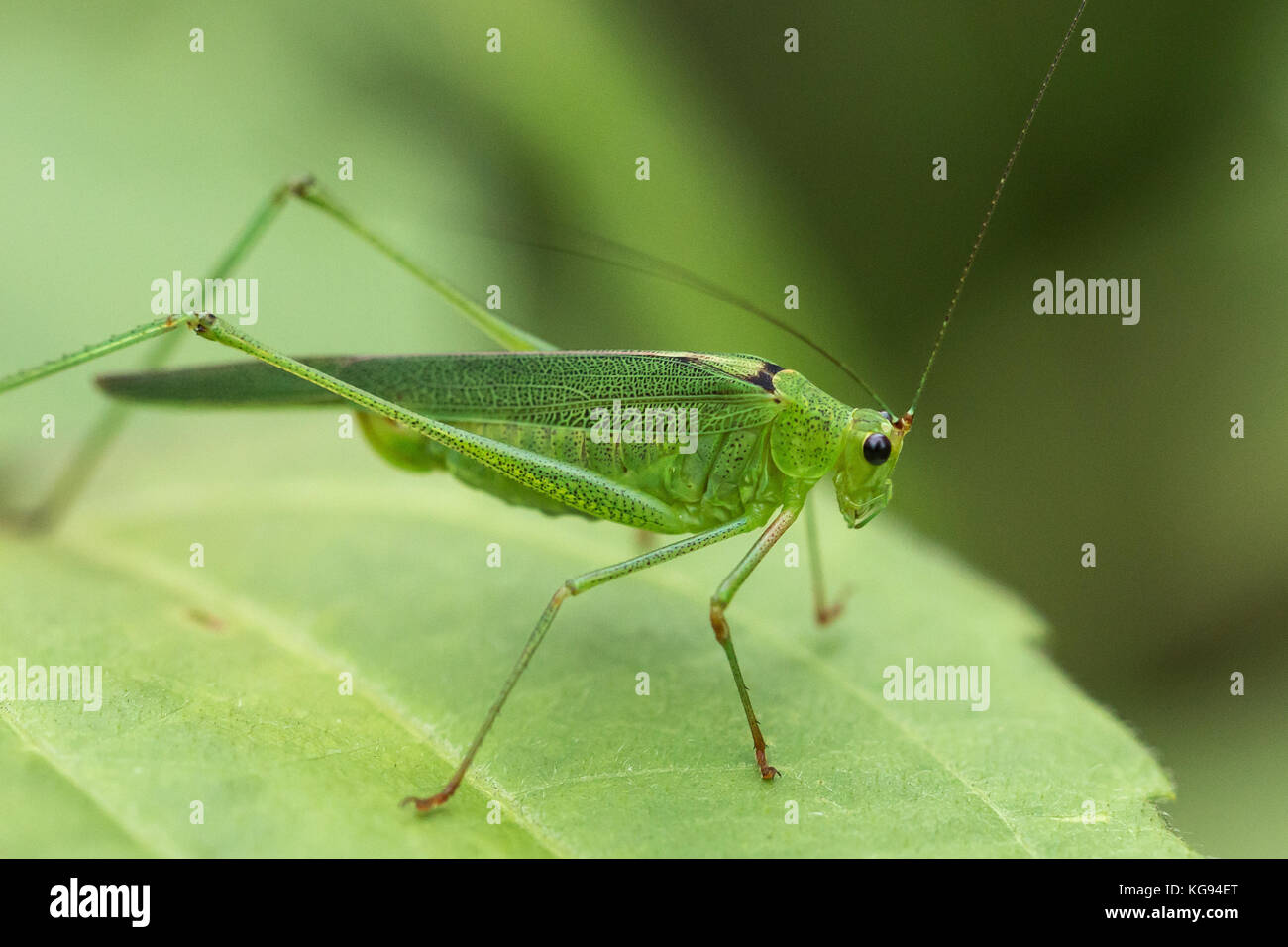 Insect macro in Tangkoko National Park. North Sulawesi, Indonesia Stock ...