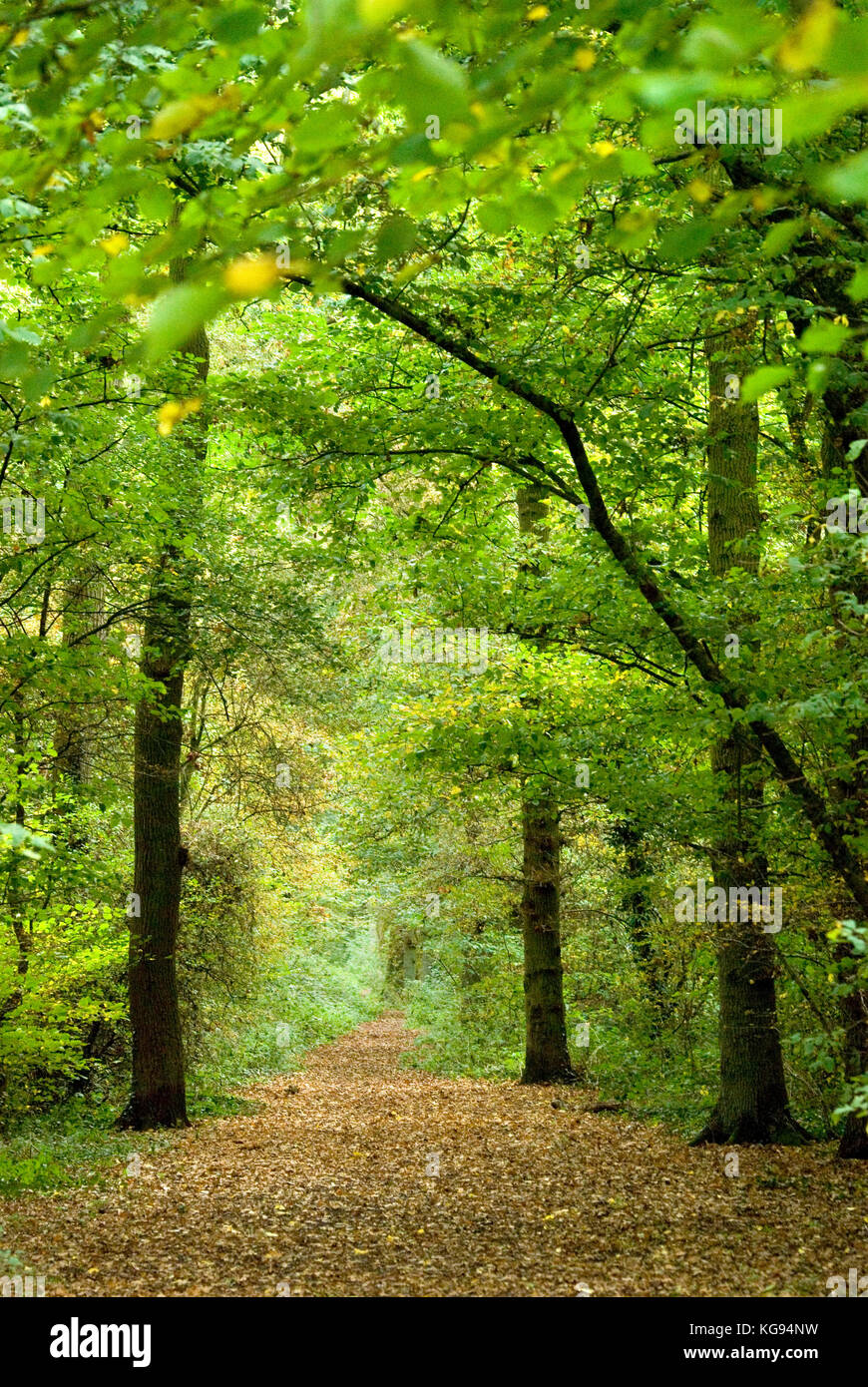 Putnoe Wood Bedford Stock Photo Alamy