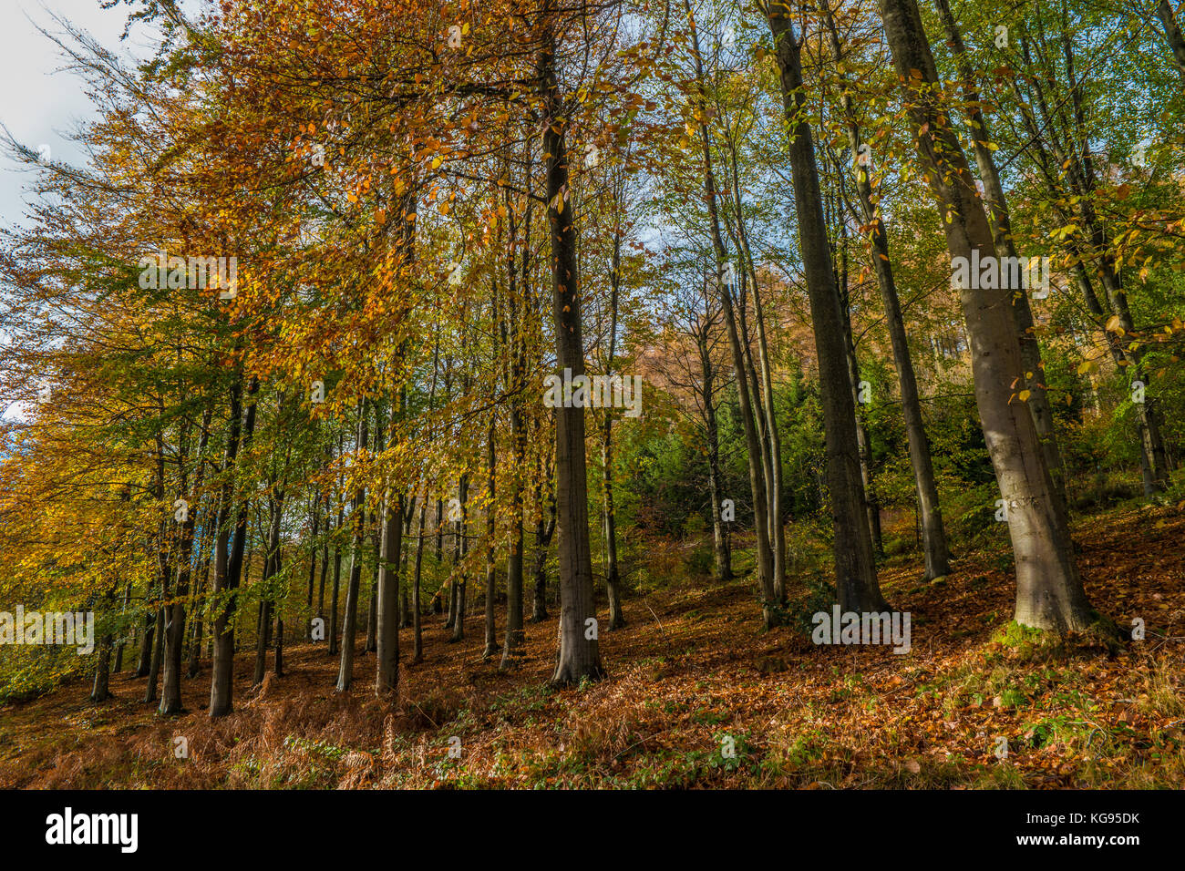 Autumn leaves in their bright colours Stock Photo
