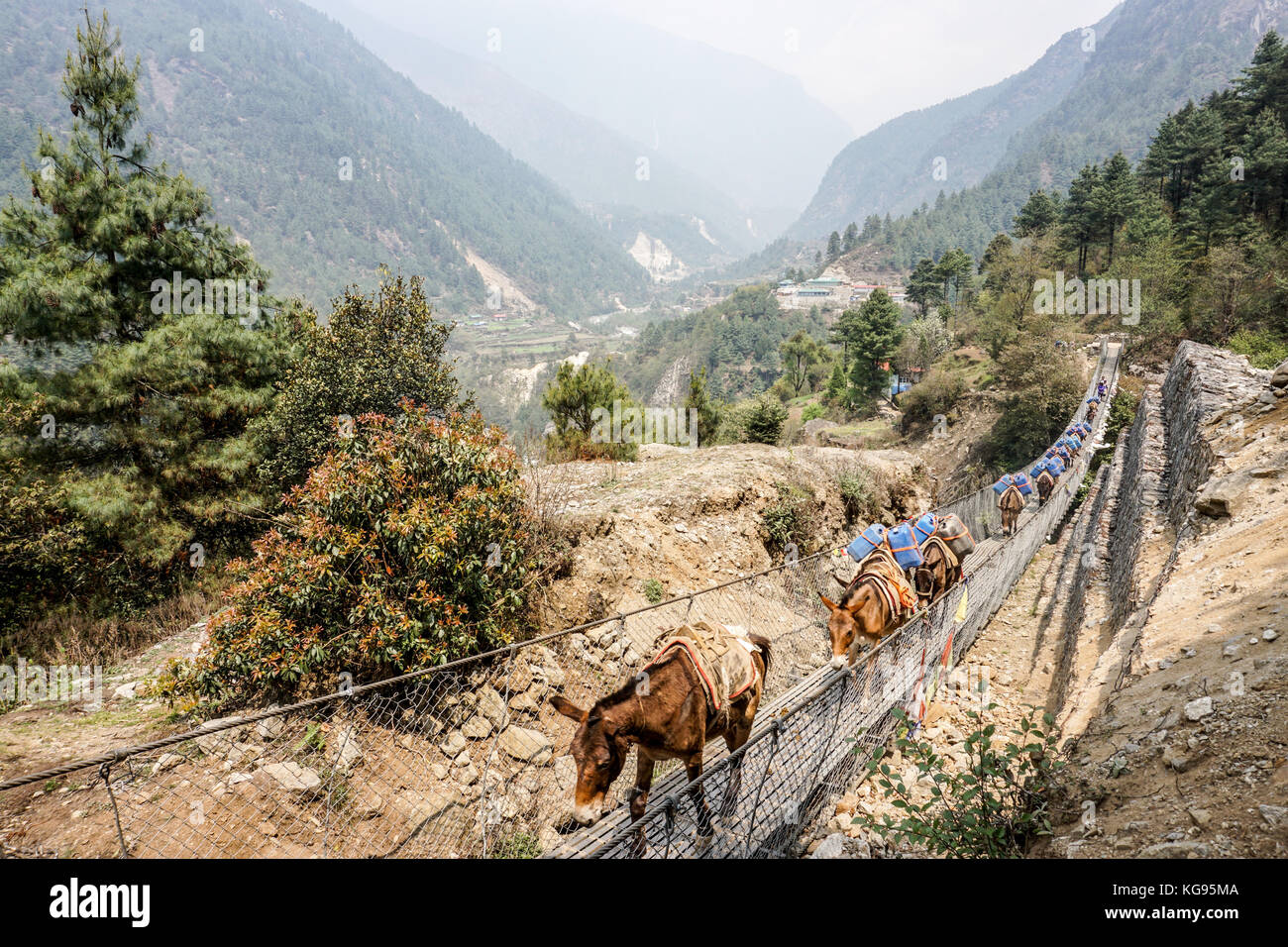 Day 1 of EBC Trek Horses crossing a suspension bridge Stock Photo Alamy