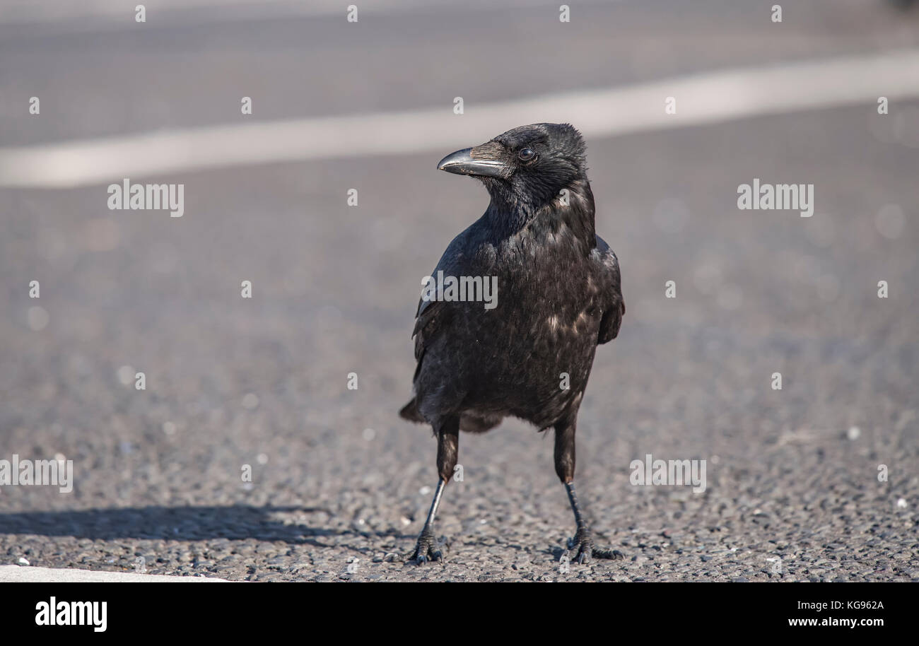 Crow Road Scotland High Resolution Stock Photography and Images Alamy