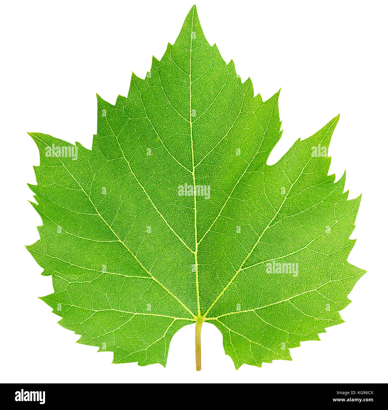 Grape leaf isolated on white background with clipping path Stock Photo ...