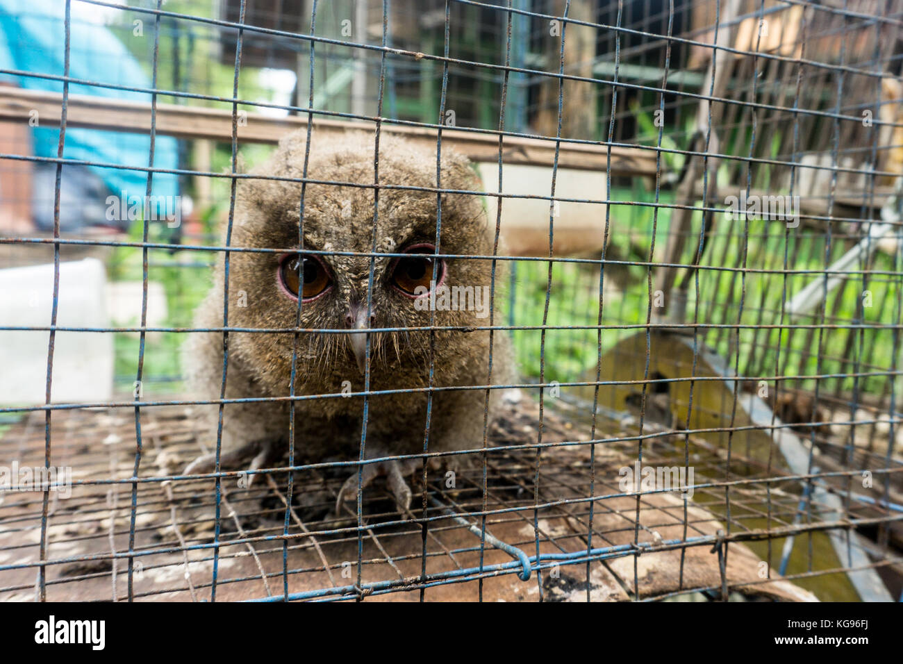 Exotic Bird Market - Owl Stock Photo