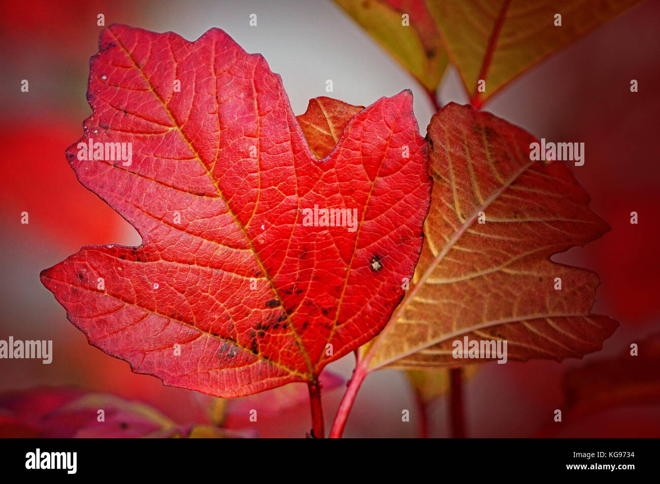 Colours of autumn, colourful leafs Stock Photo