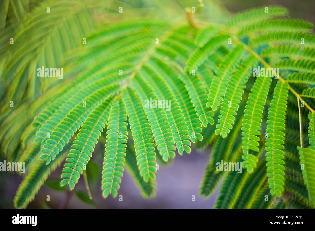 Leaves Of Acacia Pink Mimosa Tree In A Park As A Natural Background Stock Photo Alamy