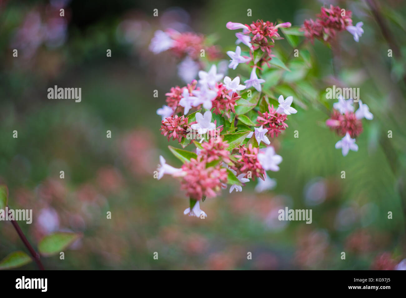 Closeup of blooming jasmine bush in the tropical garden Stock Photo Alamy