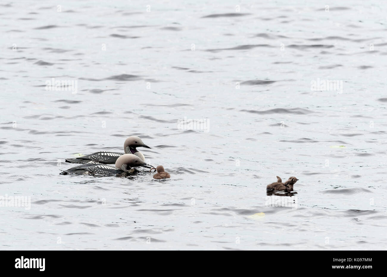 Arctic loon feeding their chicks with fish, Sweden Stock Photo