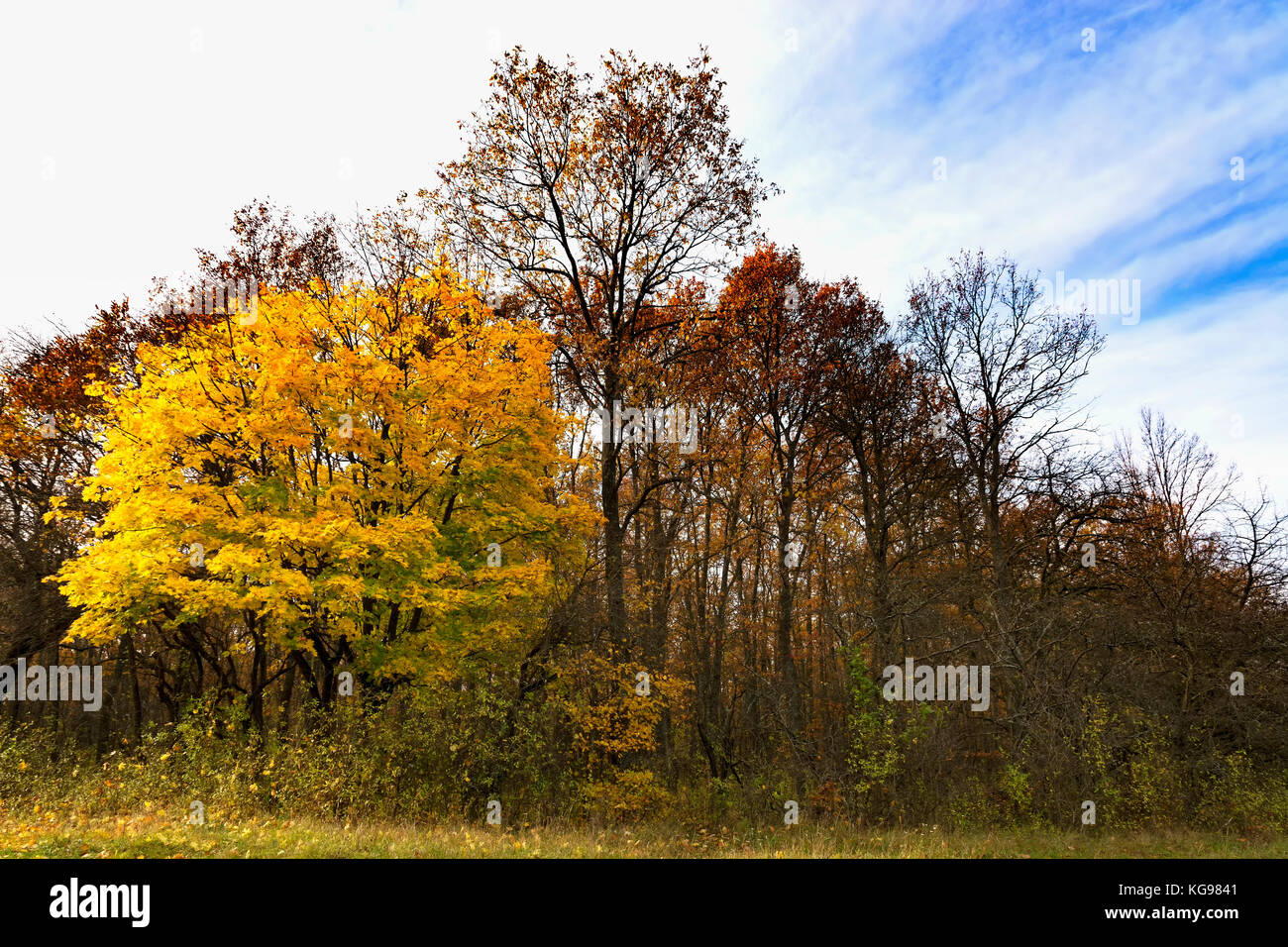 Beautifil autumn forest in November, Hungary Stock Photo