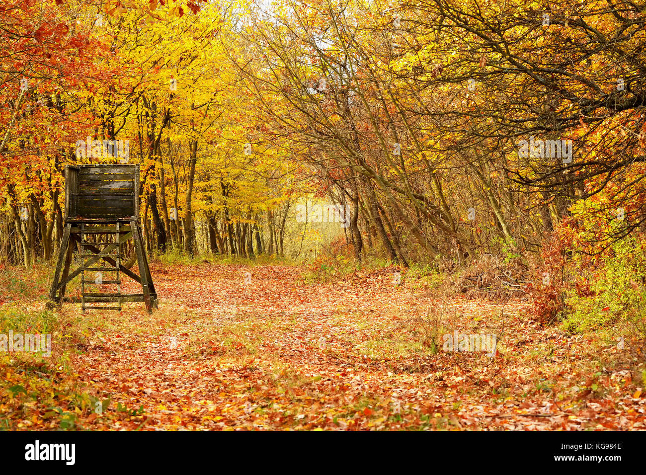 Beautifil autumn forest in November, Hungary Stock Photo