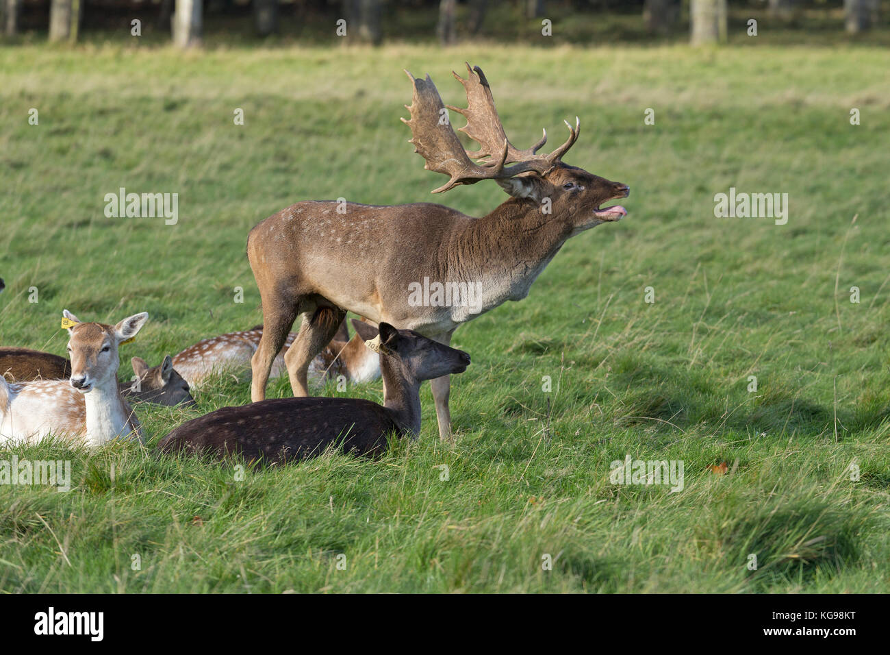 fallow deer (Dama dama) at Phoenix Park, Dublin, Ireland Stock Photo