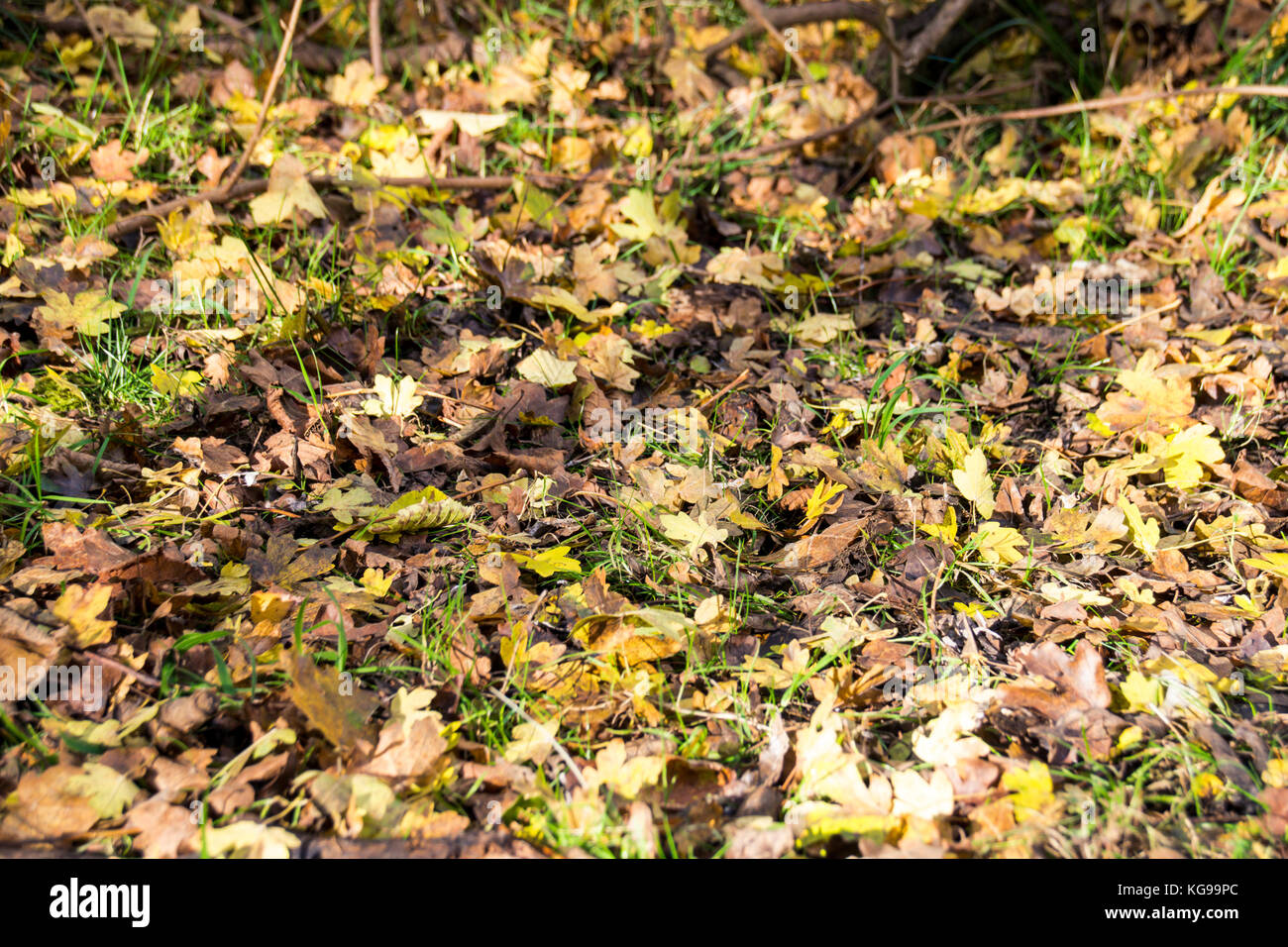 Changing Colours Of Autumn Leaves Stock Photo Alamy changing-colours-of-autumn-leaves-stock-photo-alamy