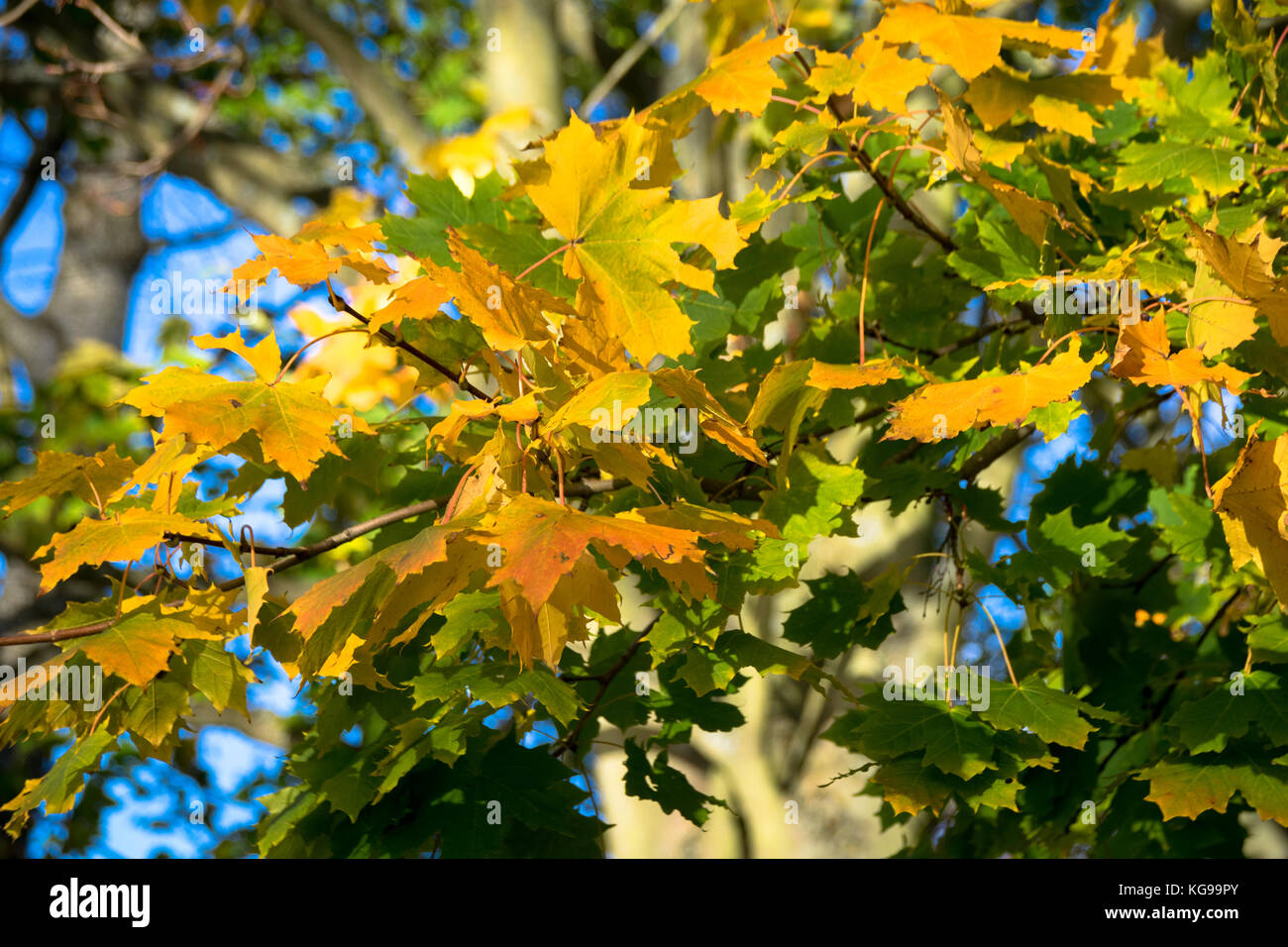 Changing Colours Of Autumn Leaves Changing Colours Of Autumn Leaves