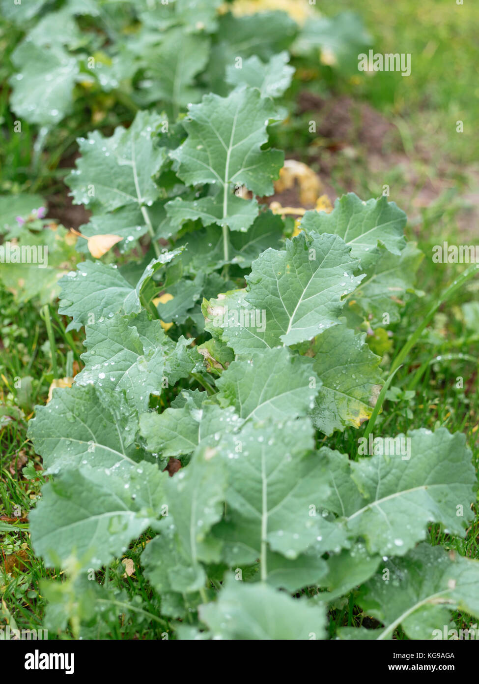 Traditional German collard greens called Bremer Scheerkohl growing in a vegetable garden. Stock Photo