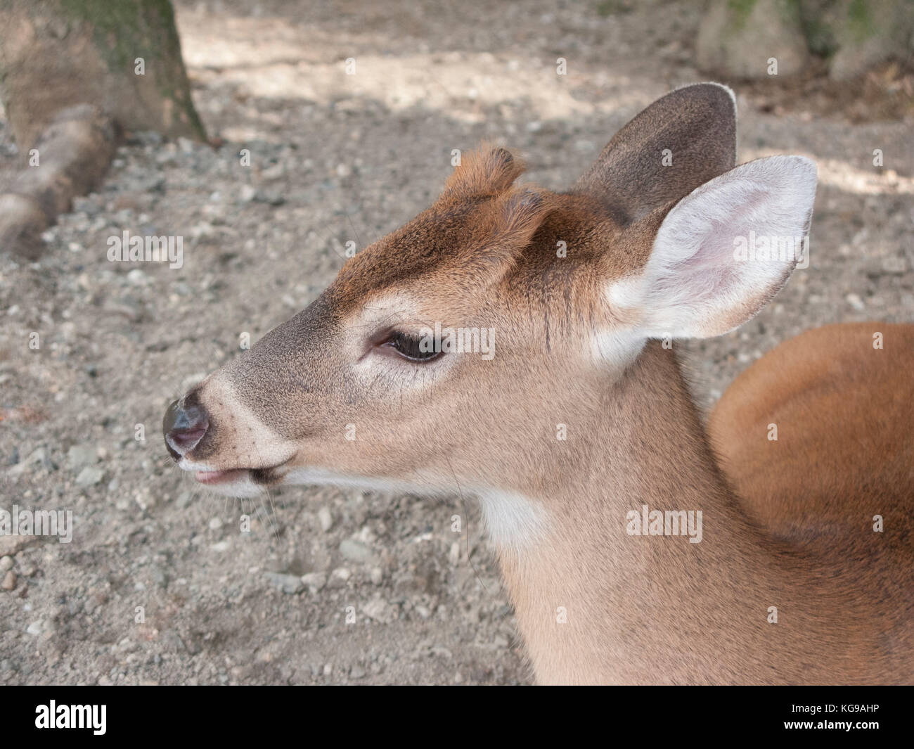 baby deer face