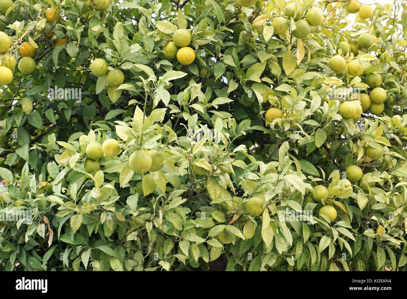 Lemon tree with yellow oranges Stock Photo Alamy