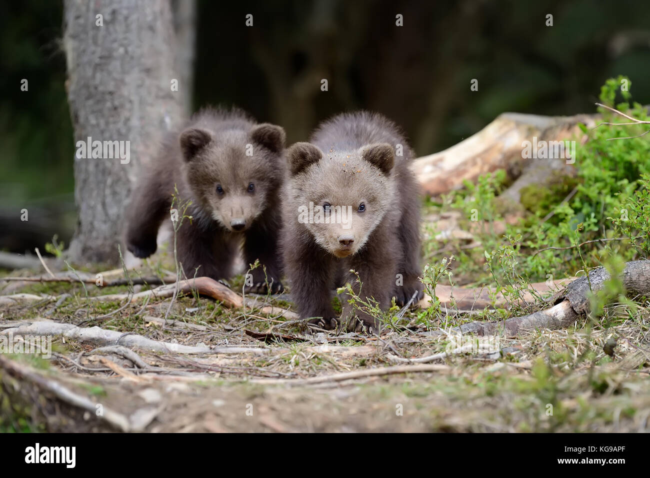 Young brown bear in the forest. Portrait of brown bear. Animal in the nature habitat. Cub of brown bear without mother. Stock Photo