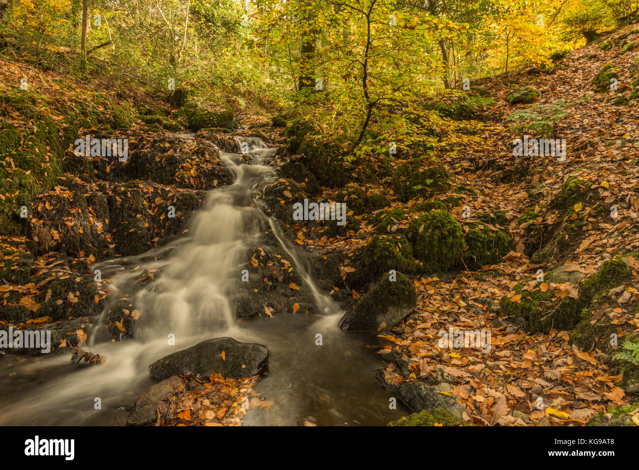 Autumn colours, fallen leaves on a woodland walk alongside Wynlass Beck flowing down to the lake Windermere near to Bowness, Cumbria England, UK Stock Photo