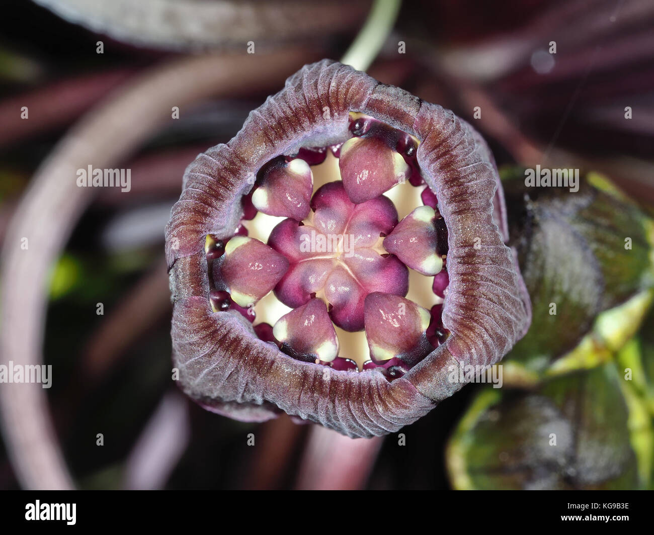 Black bat flower (Tacca chantrieri) "eye" closeup Stock Photo Alamy