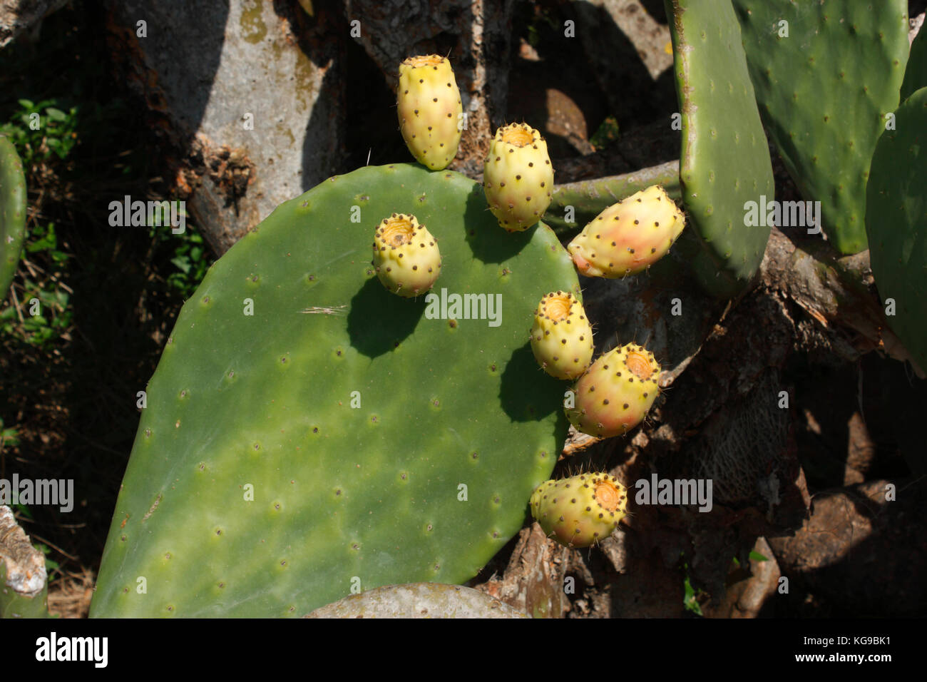 Prickly pear (opuntia ficus-indica) tree leaf with fruit Stock Photo