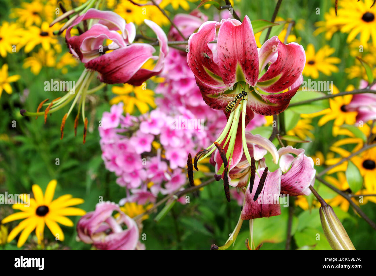 flowerbed with lilies, phlox and black-eyed susans Stock Photo
