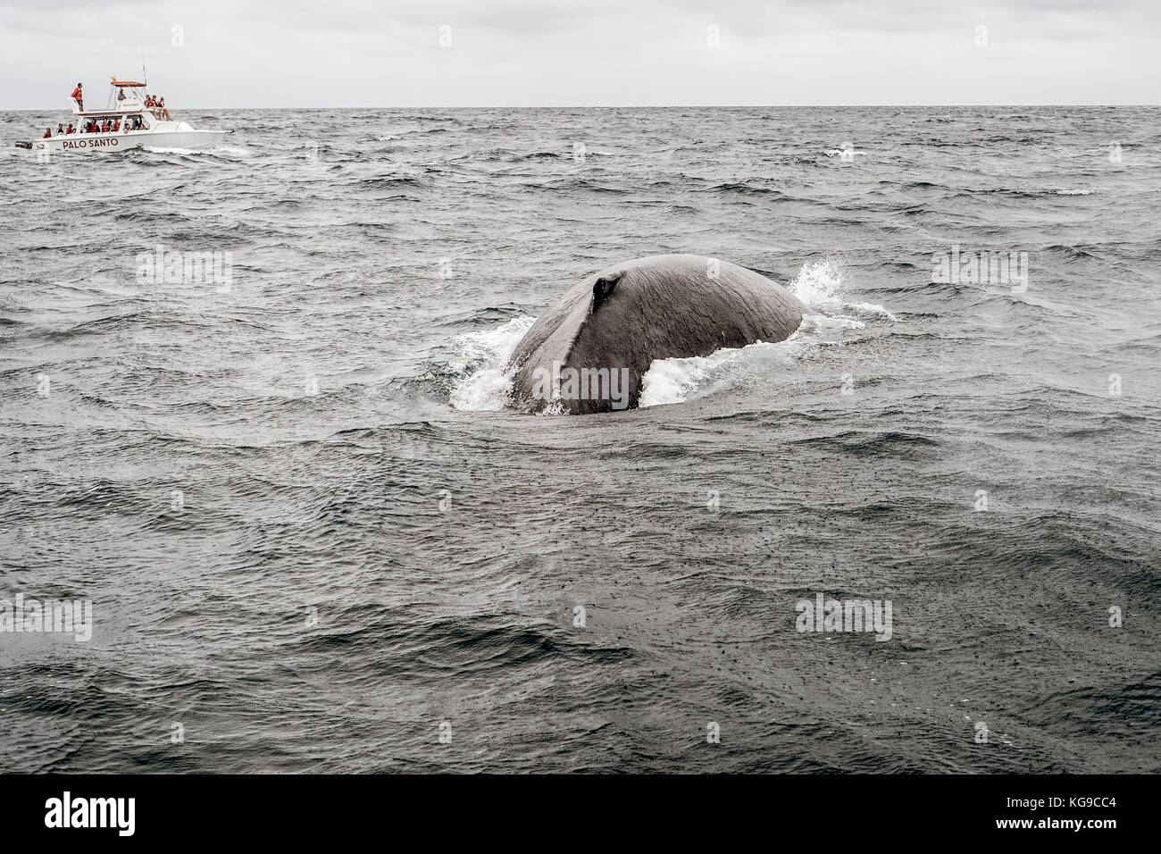 Humpback whale south america hi-res stock photography and images - Alamy