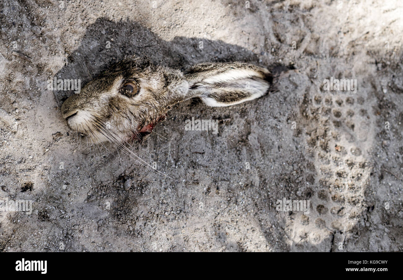 Our trek to Cerro Torre. We come across this rabbit. Maybe a puma had the  rest for its meal Stock Photo - Alamy