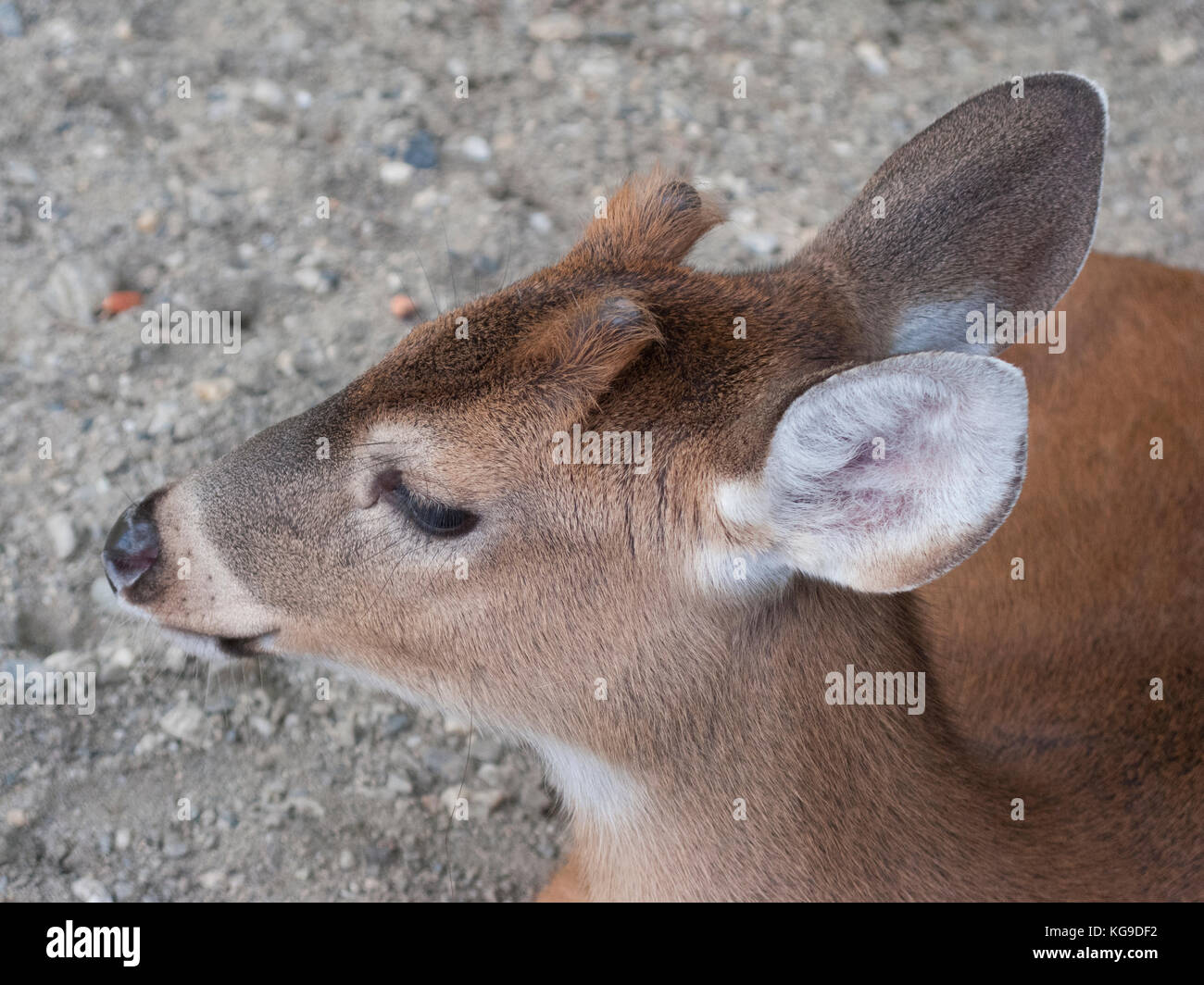 Baby Deer head  close up Venezuelan Deer Stock Photo