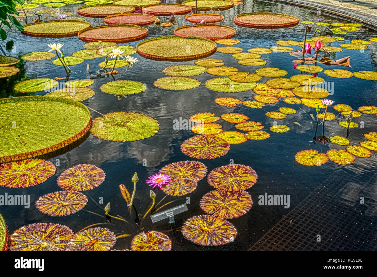 Lilly Pads and Flowers Stock Photo