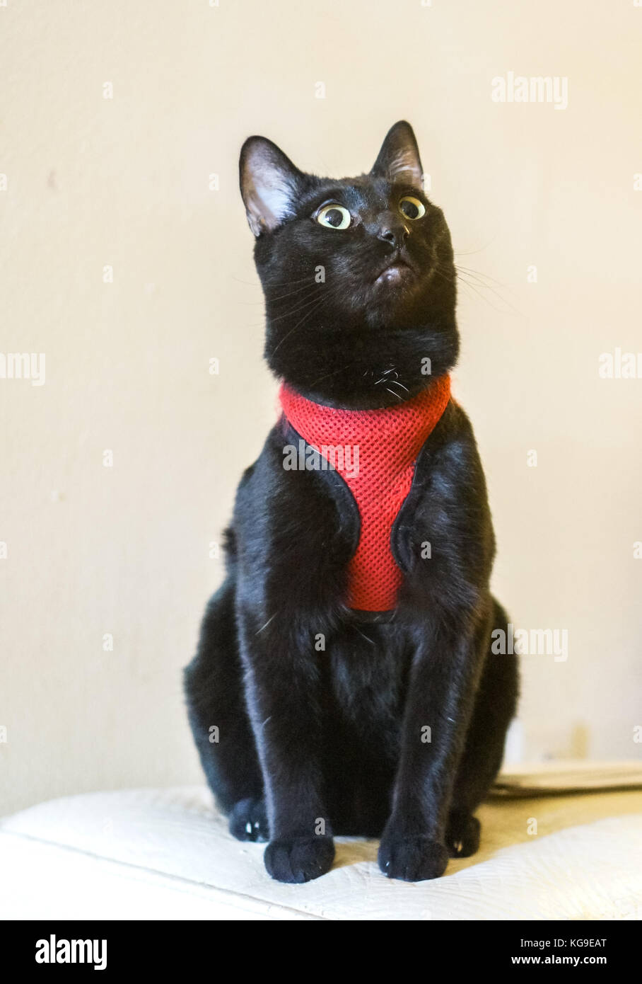 Black Cat in a Red Vest Stock Photo Alamy