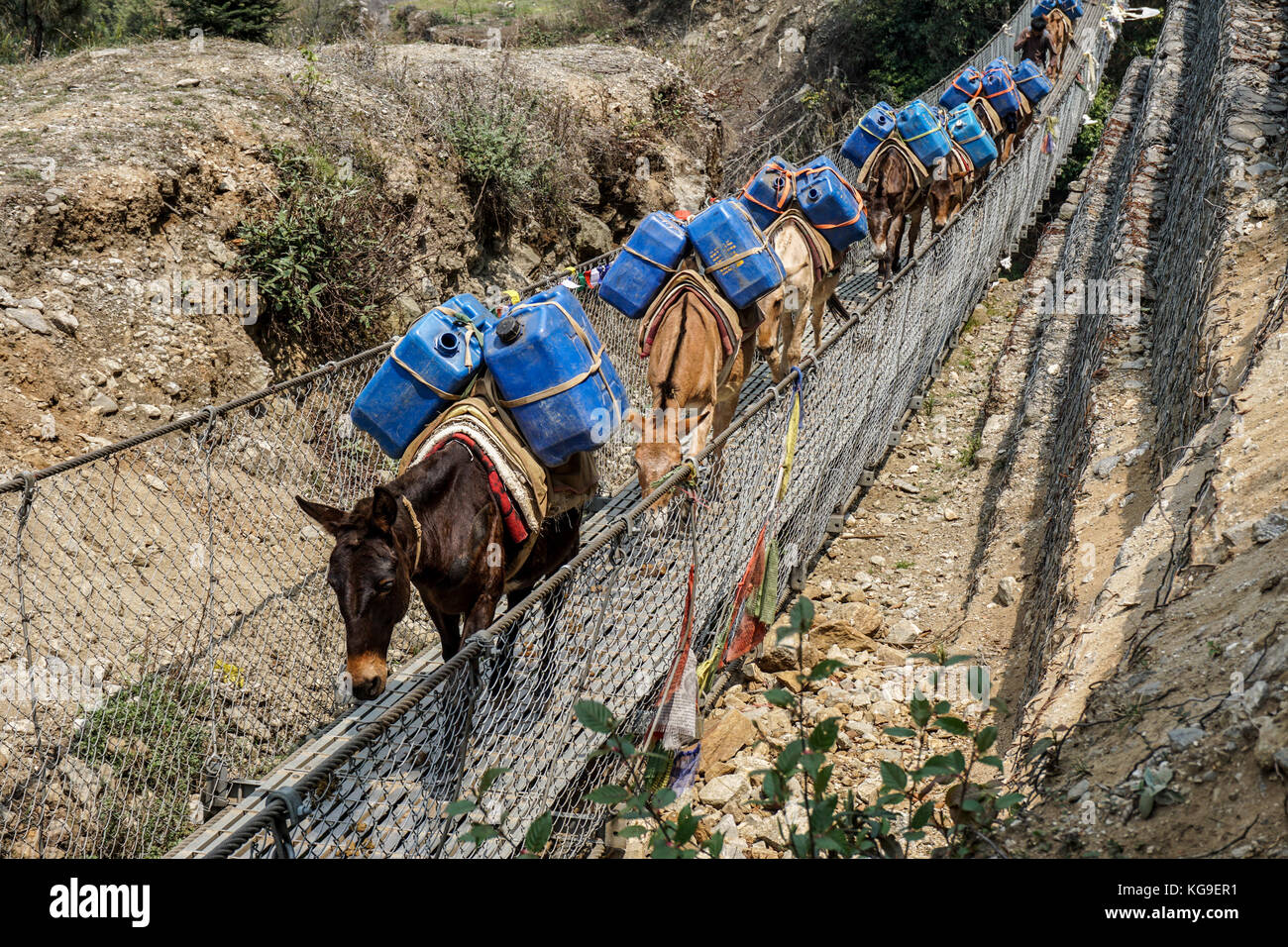 Day 1 of EBC Trek Horses crossing a suspension bridge Stock Photo Alamy